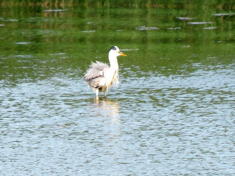 Ardea cinerea?